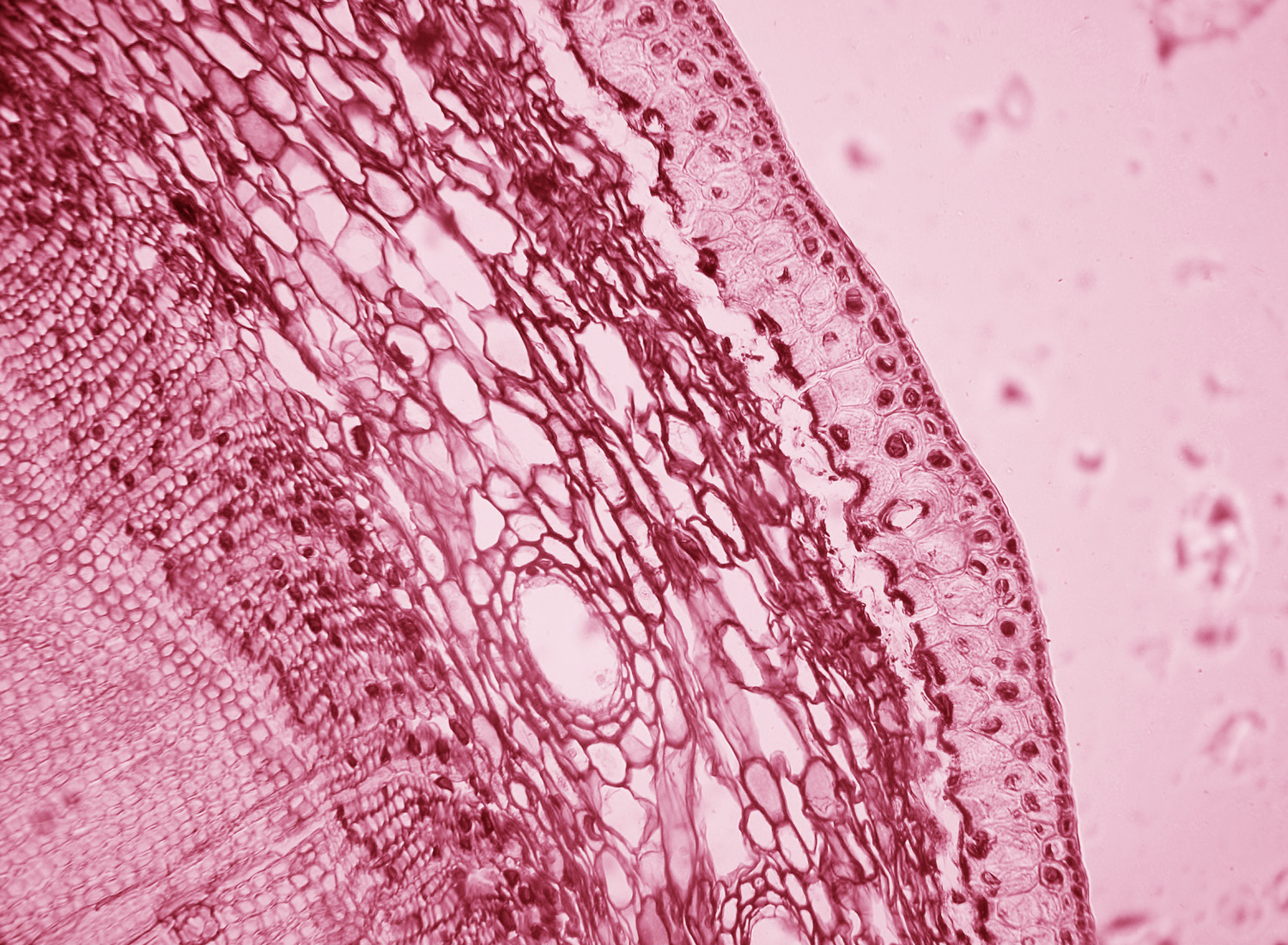 SntrsCGT_2024_Inserm_header_MicroscopeCellule1